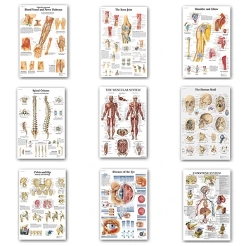 Inimese Anatoomia Lihased Süsteemi Plakat Seina Art Siidimaali Keha Kaart Seina Pildid On Meditsiiniline Haridus Kliinik Teenetemärgi