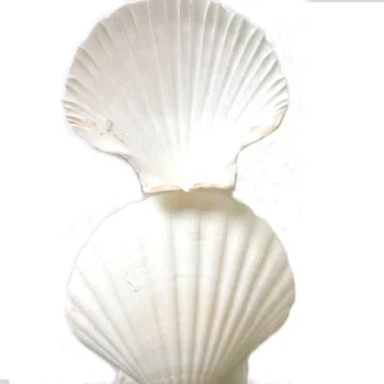 6tk looduslik valge mere Conch shell valge kammkarp kest kala tank kaunistamiseks või kingitus